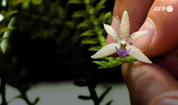 Un colombiano clona orquídeas al borde de la extinción