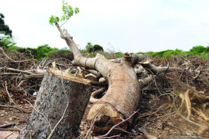 Medio Ambiente toma control de área diezmada en Las Dunas de Baní